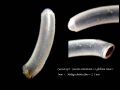 Caecum&nbsp;auriculatum